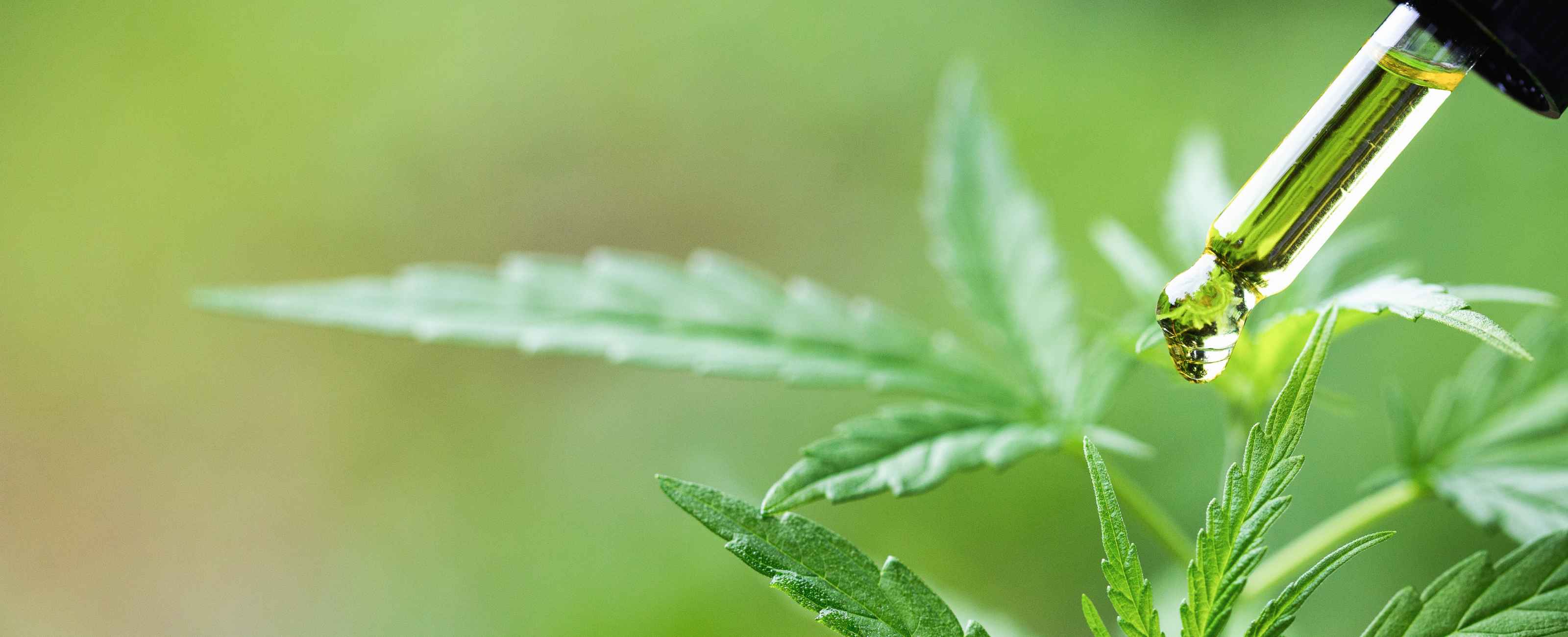 L'huile de CBD est un produit naturel permettant de lutter contre le stress et les angoisses