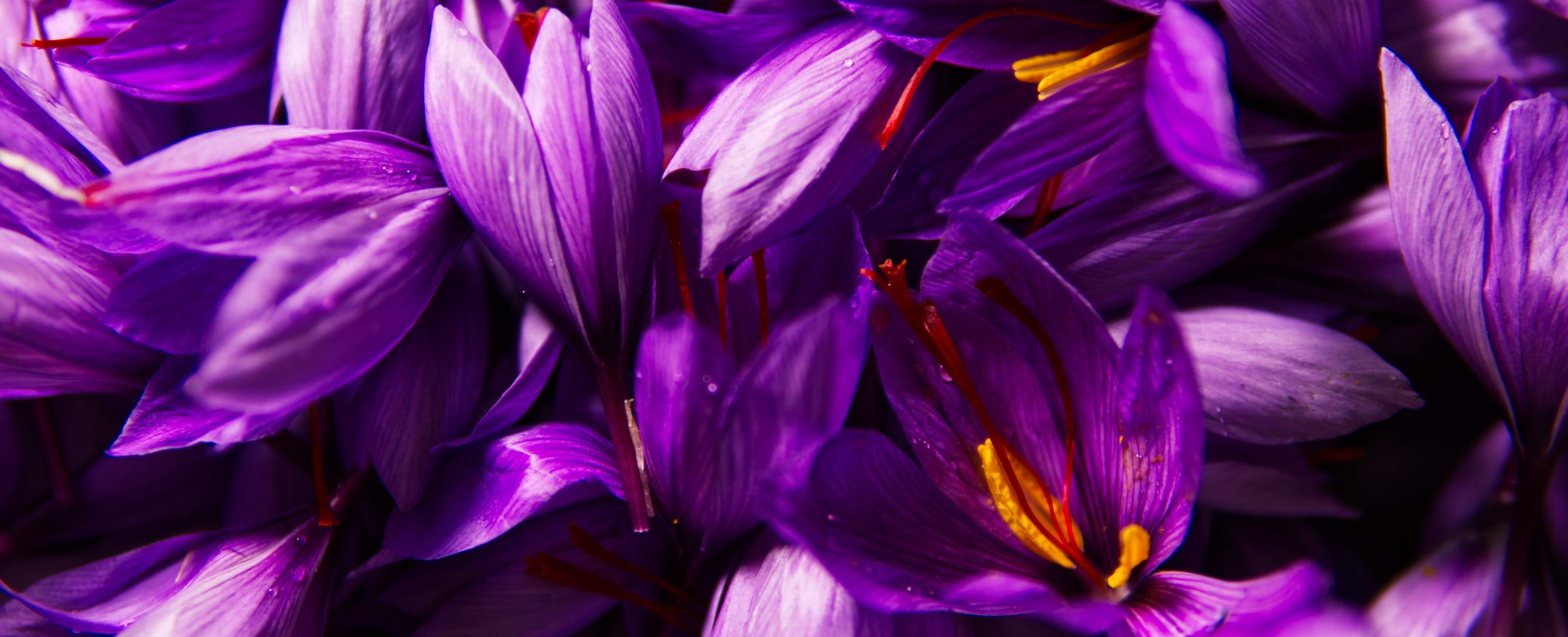 Comment intégrer le safran dans votre routine santé ?