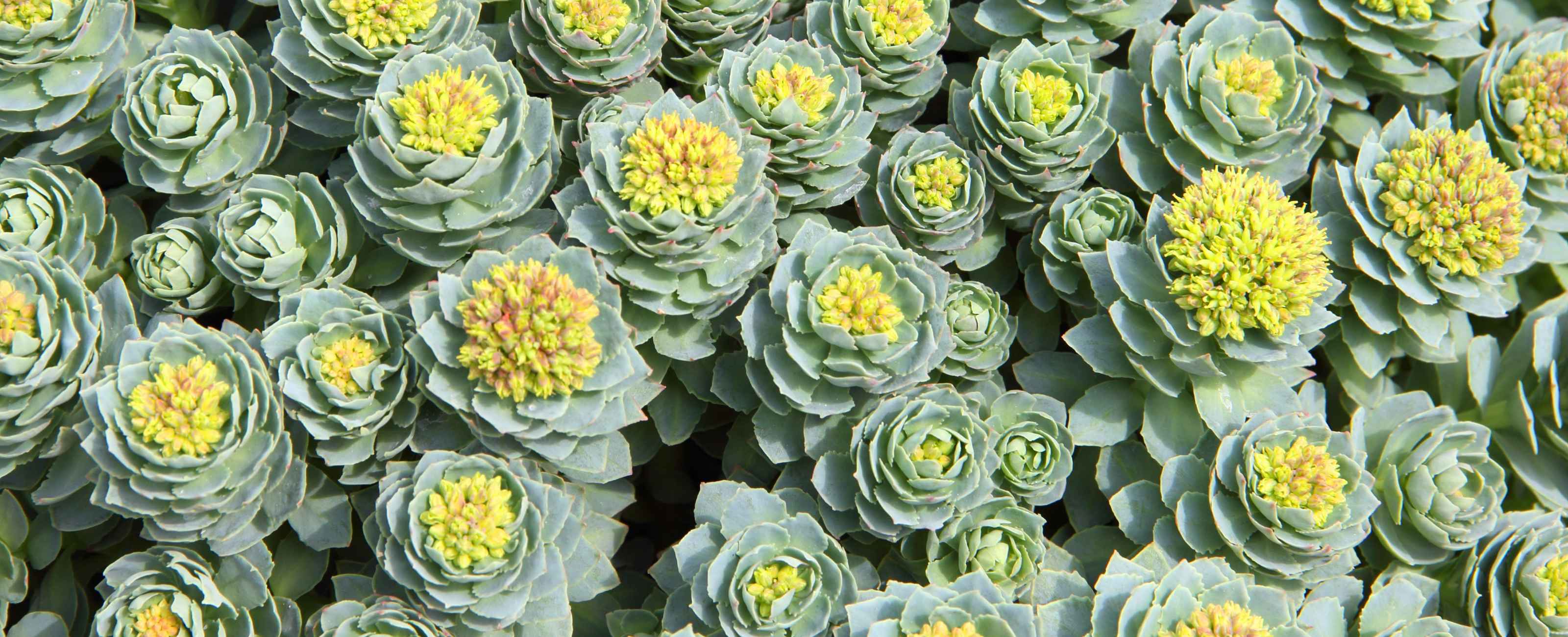 Découvrez les bienfaits naturels de la rhodiola !