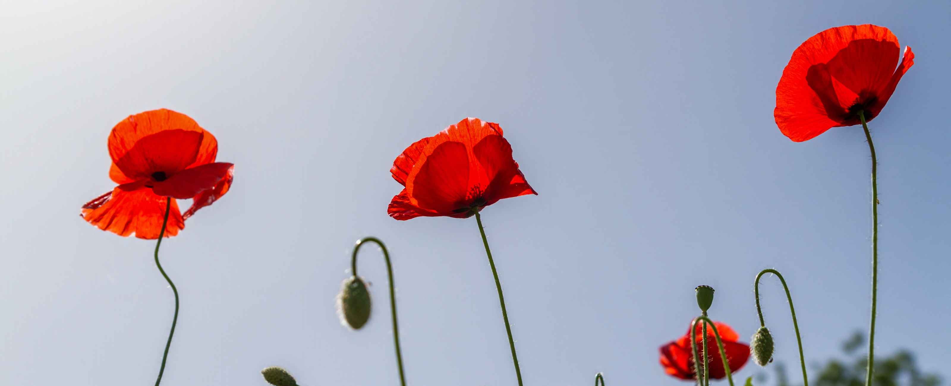 Les vertus du coquelicot sur le sommeil.