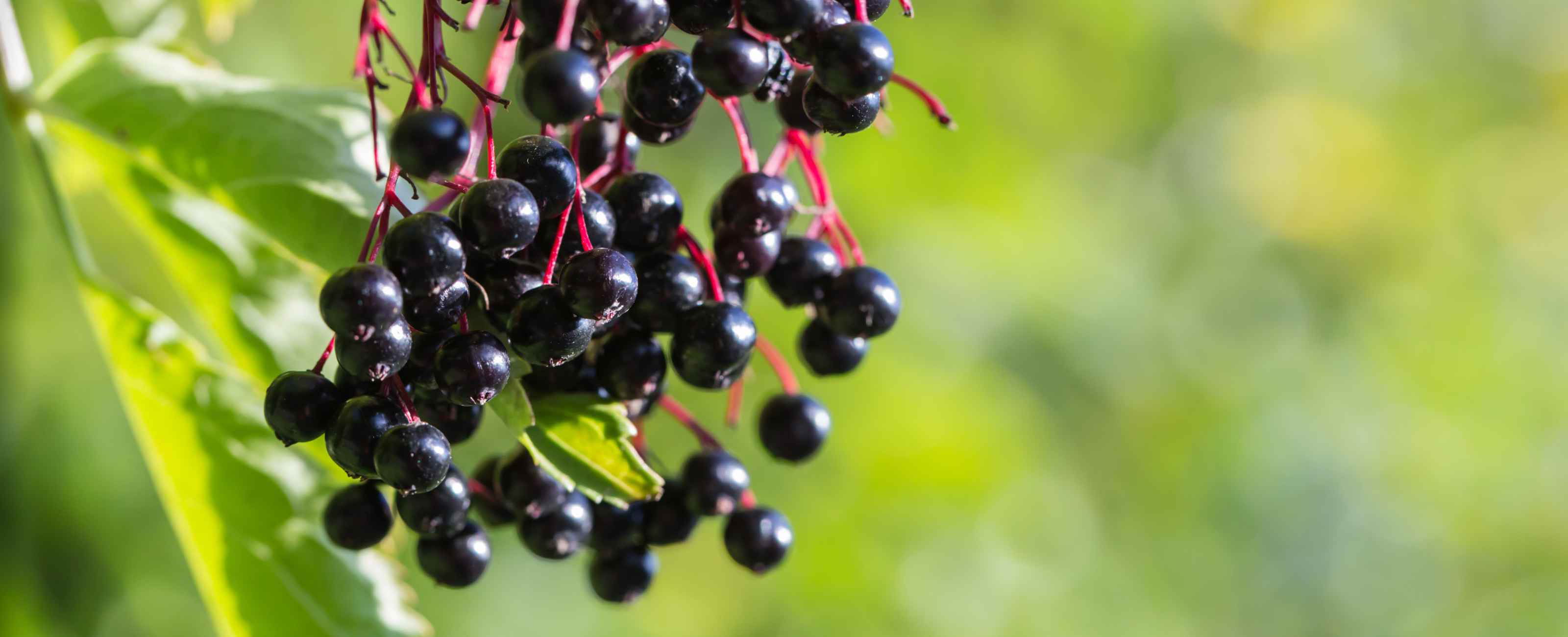 Le sureau aide à booster l'immunité naturellement.