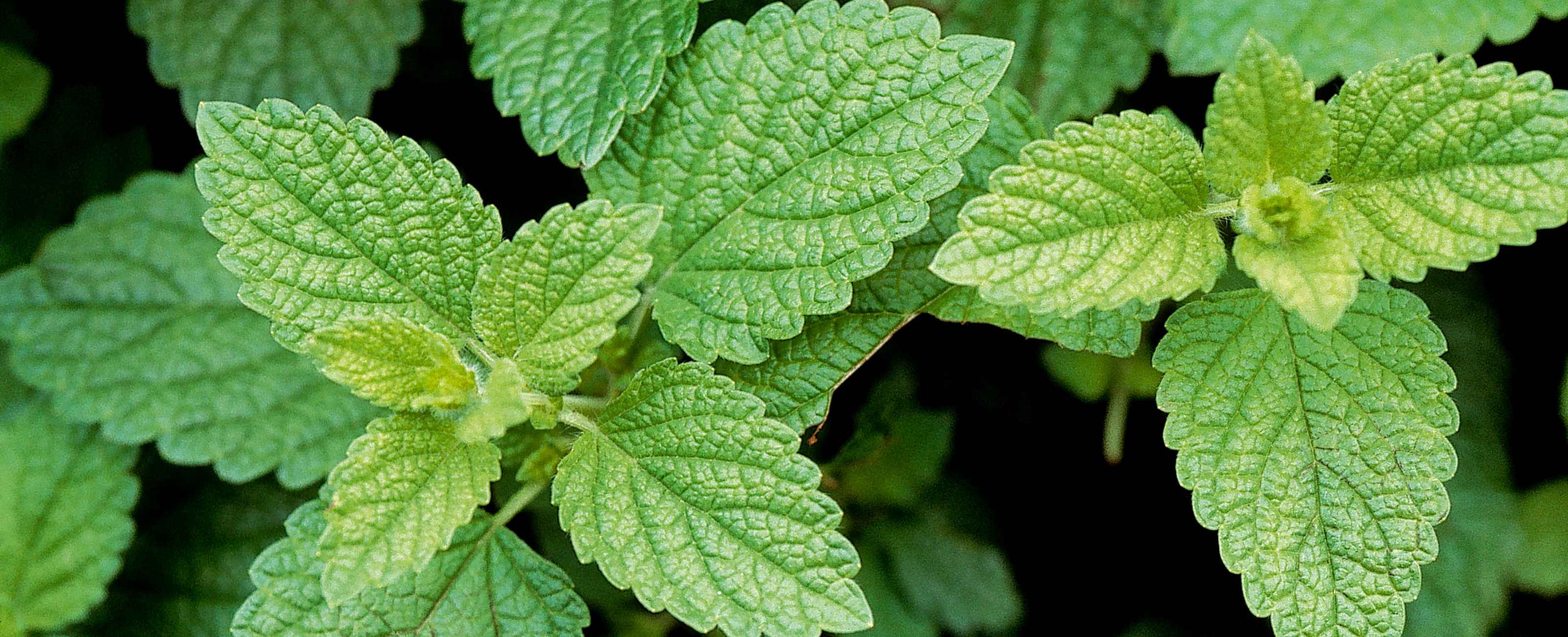 la mélisse est une plante connue dans le monde entier pour ses vertus apaisantes