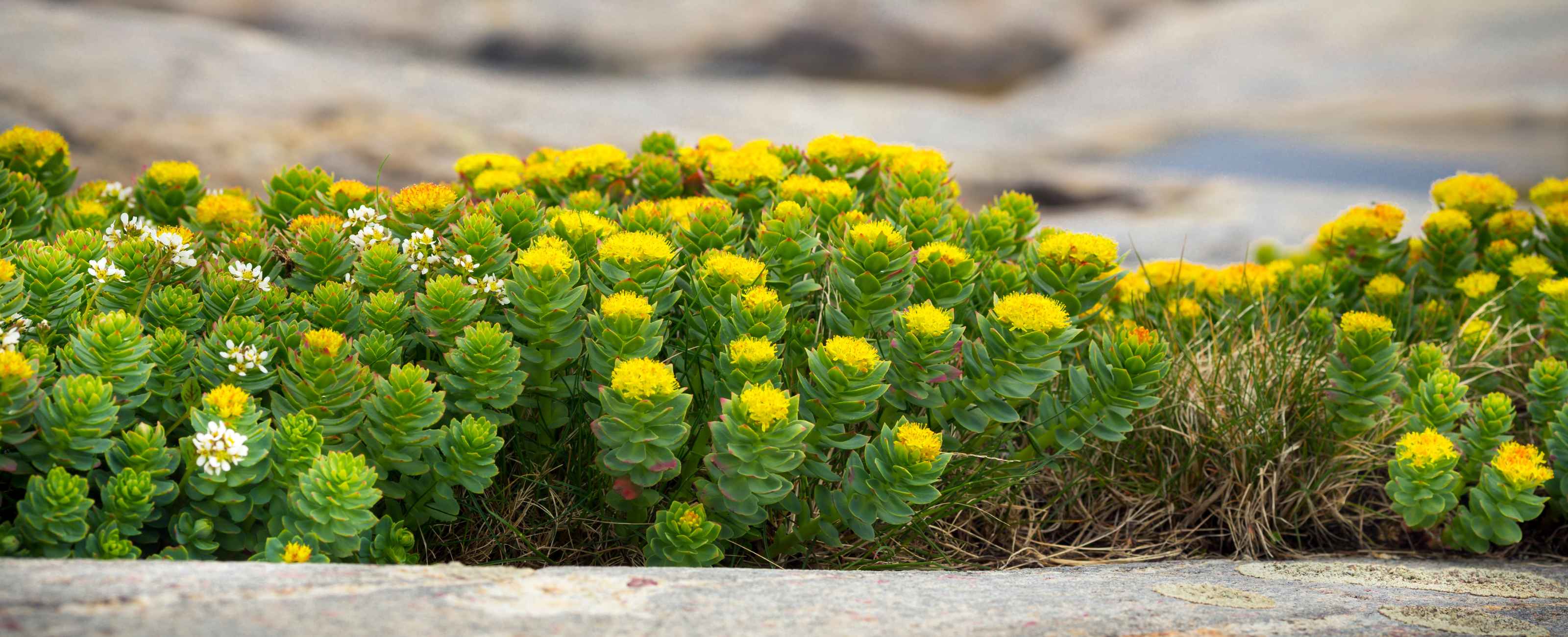 Découvrez le pouvoir des plantes adaptogènes pour réduire le stress !