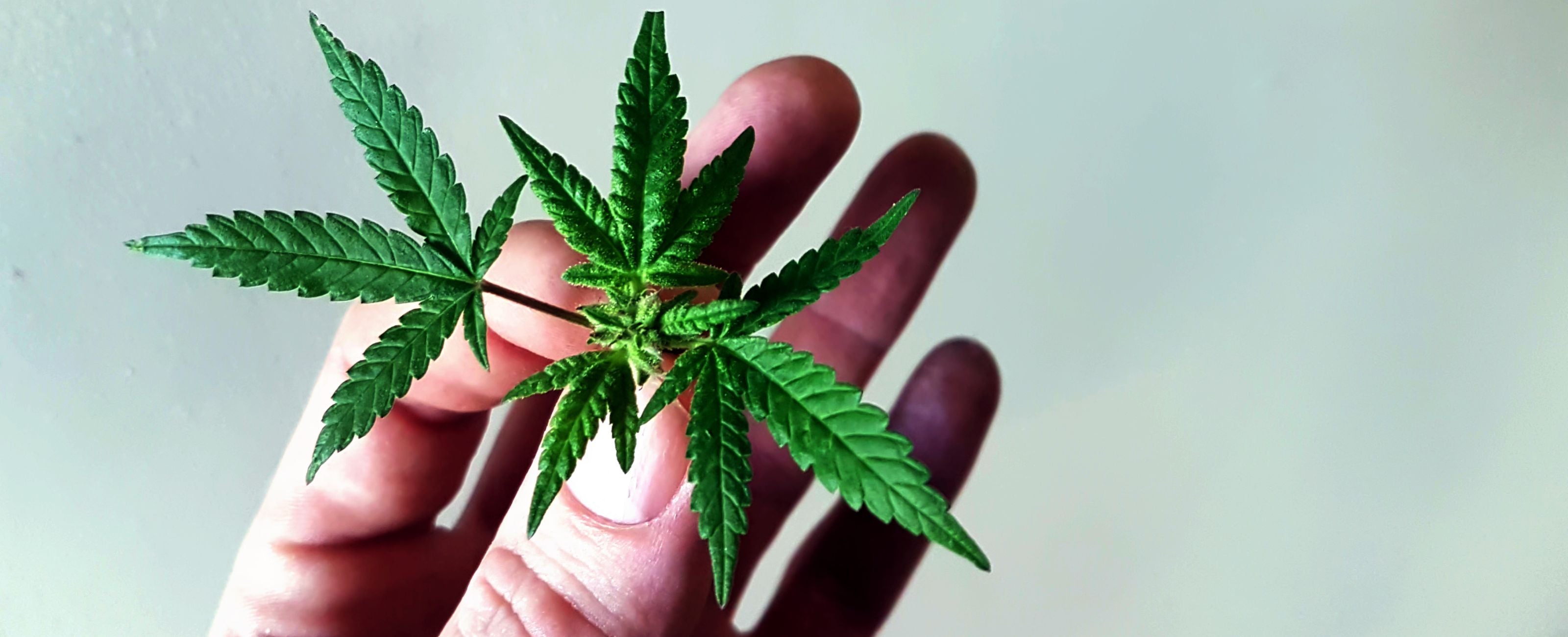Le CBD rend-il dépendant ?