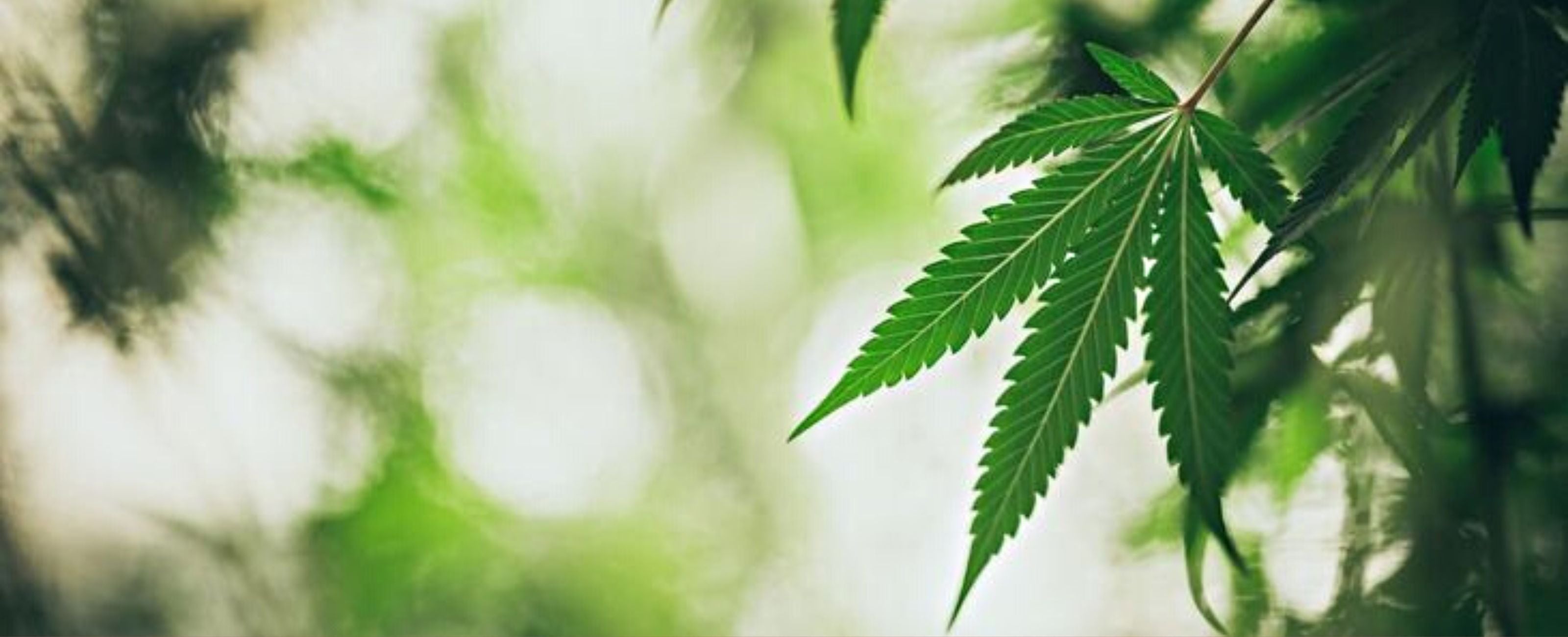Découvrir les potentielles vertus du CBD.