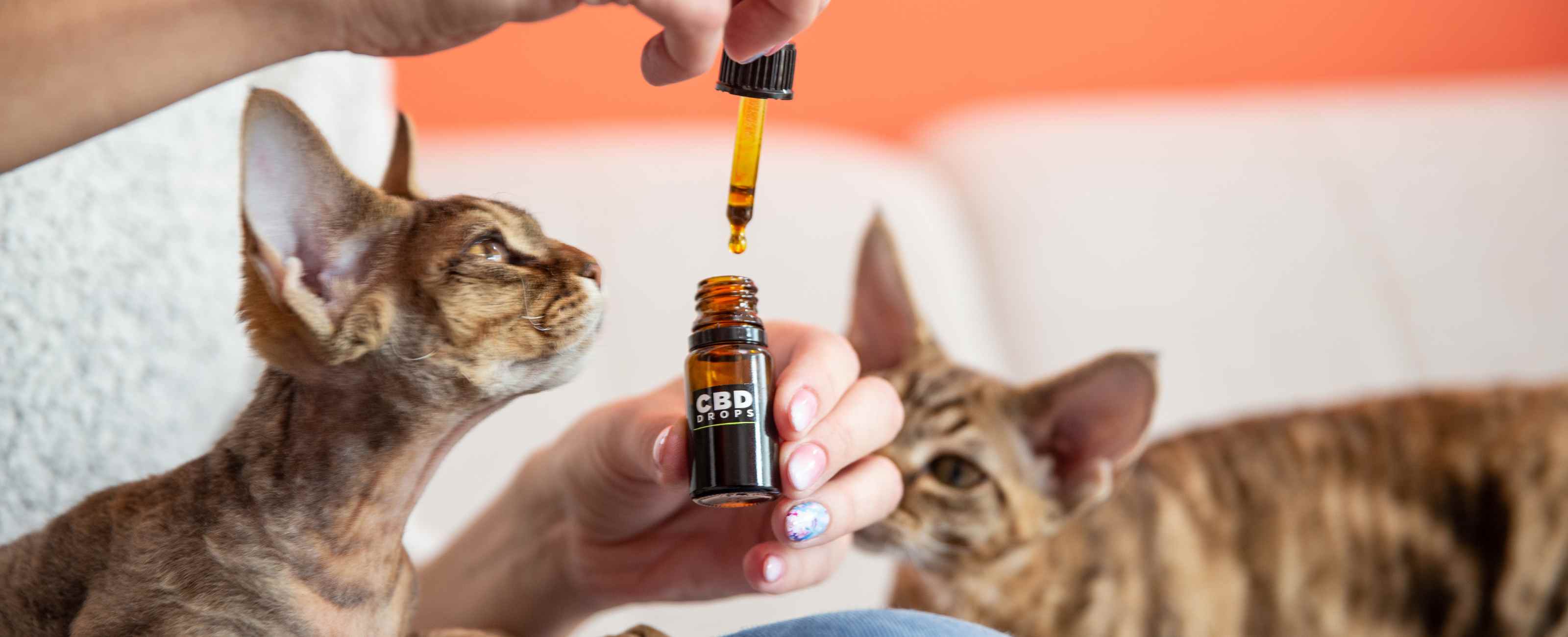 Le CBD bénéficie de nombreux bienfaits sur le stress, les douleurs et le sommeil