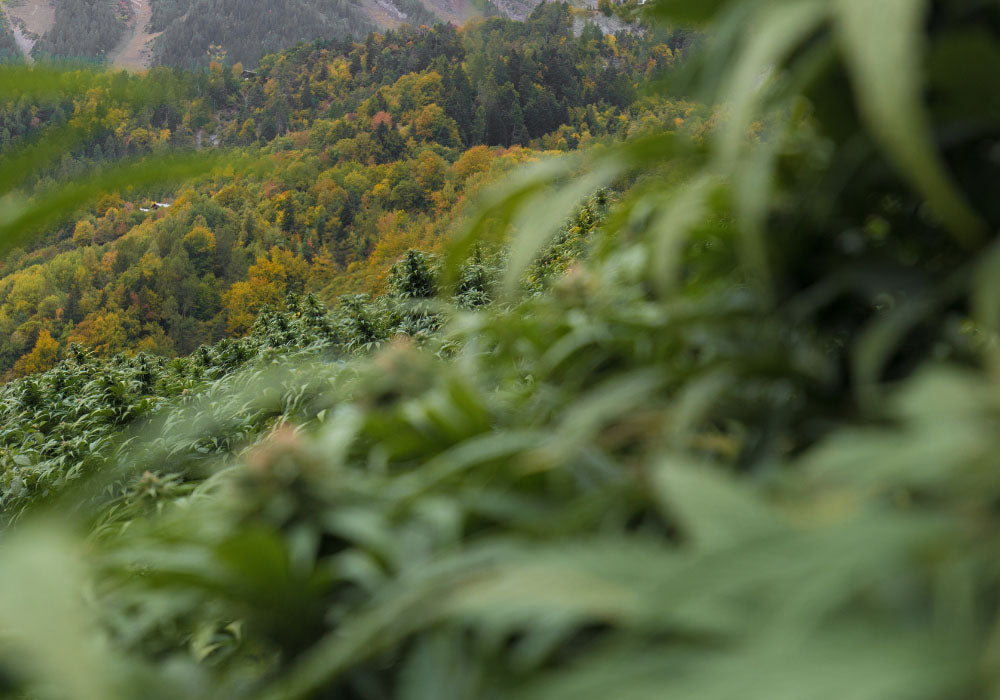Image d'une plantation de CBD bio de la marque Délicure. La photo montre un champ dense de plantes de CBD avec un paysage de collines verdoyantes et arborées en arrière-plan. La culture biologique garantit un produit pur et naturel, idéal pour ceux qui cherchent des compléments de CBD de haute qualité. L'ambiance naturelle et verdoyante met en avant l'engagement de la marque envers des pratiques agricoles durables et respectueuses de l'environnement.