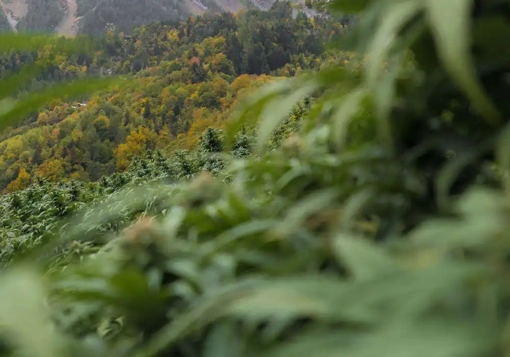 Photo aux couleurs naturelles représentant un champs de cannabidiol au milieu des montagnes