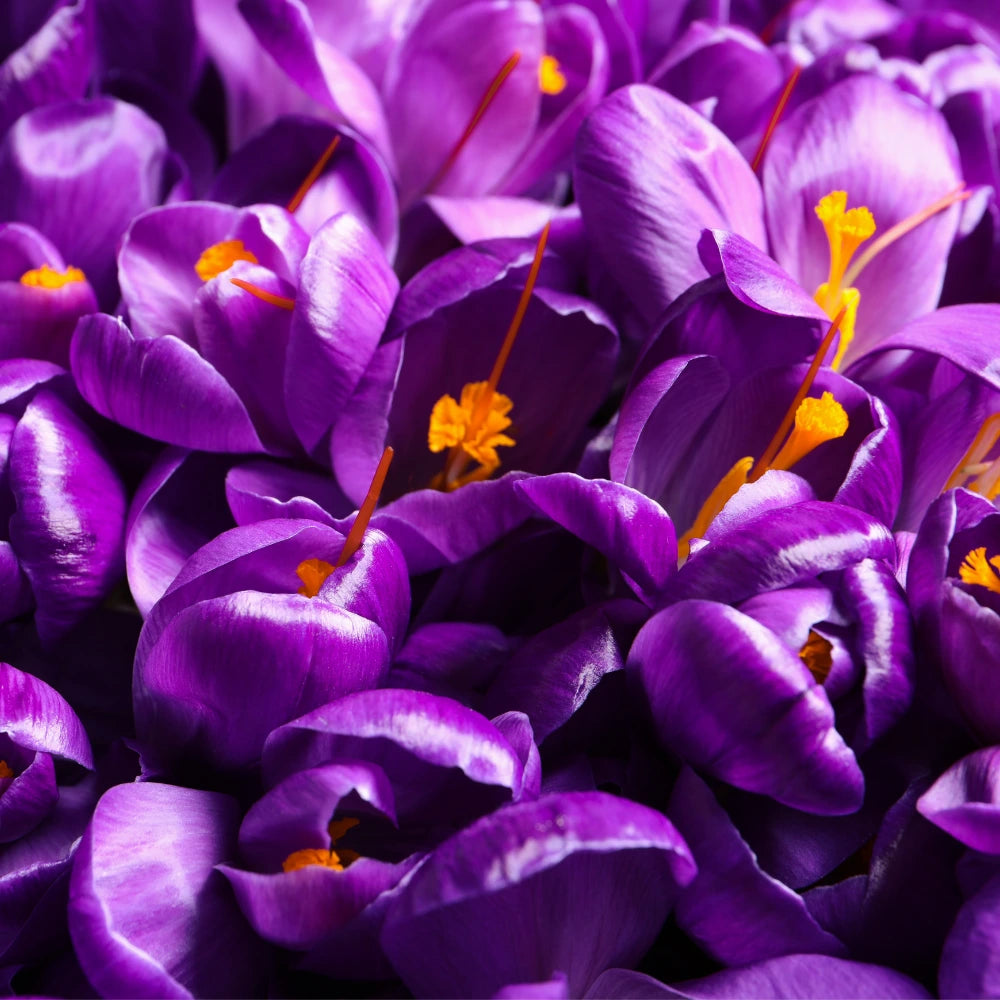 Gros plan sur un bouquet de fleurs de crocus sativus aux pétales violet profond et stigmates orange vif, symbolisant l’origine naturelle du safran utilisé dans nos gummies.