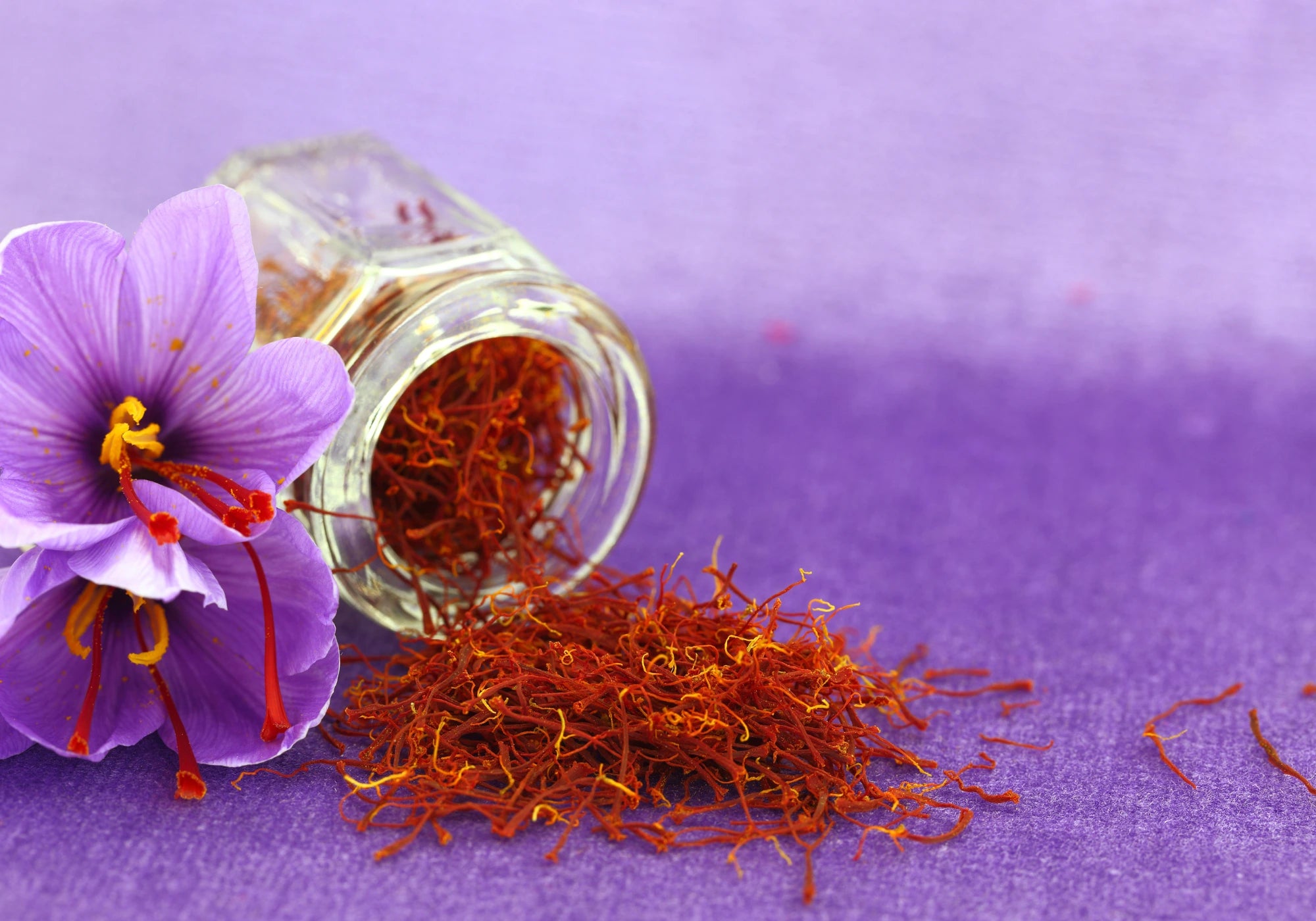 Safran pur Crocus sativus avec stigmates rouges riches en crocines et safranal, ingrédient des gummies au safran délicure