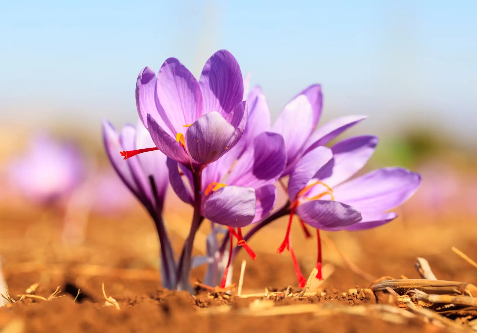 Fleurs de safran Crocus sativus, source naturelle de crocines et safranal, base du Safr’Inside