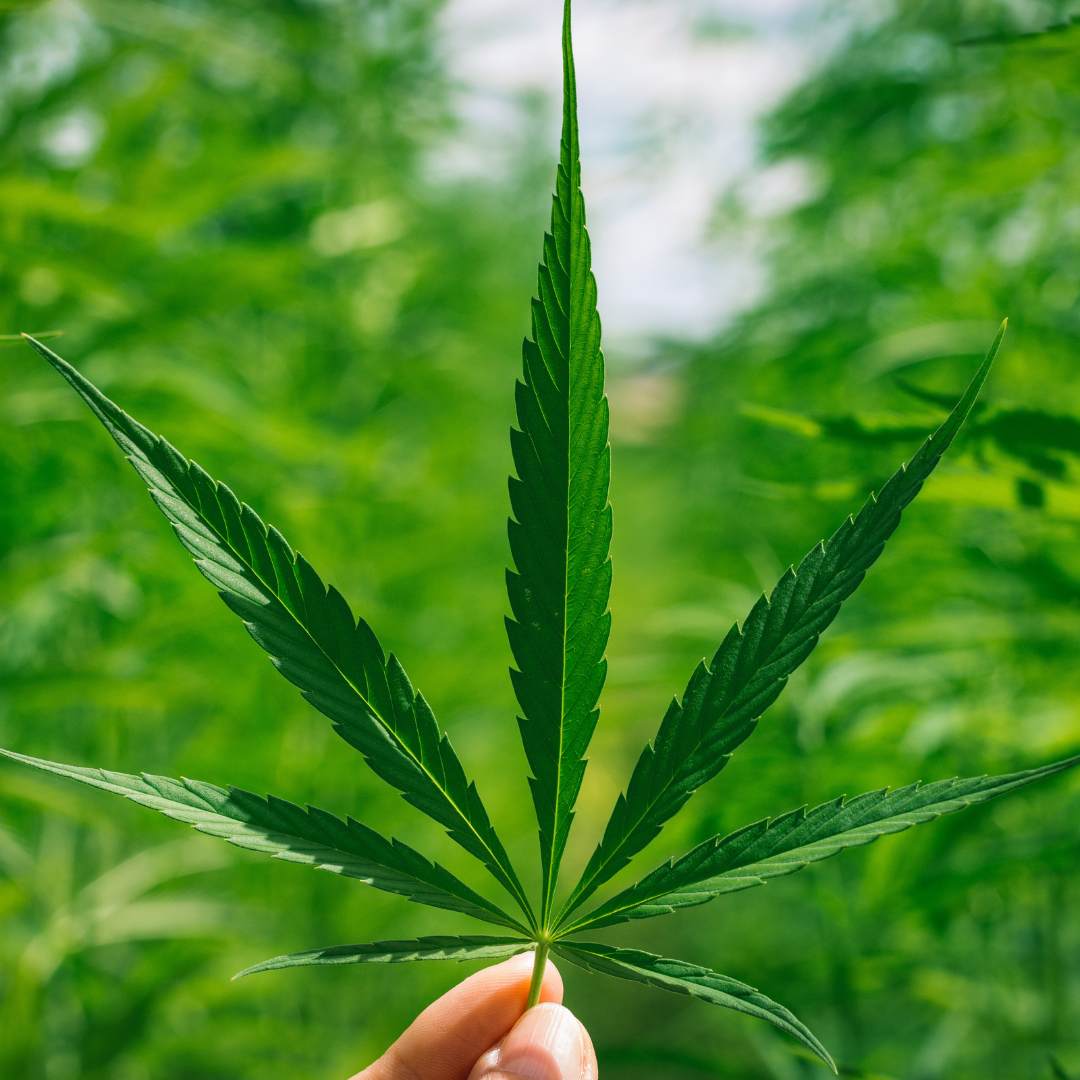 Grace à son action sur les récepteurs du système endocannabinoïde, le cbd agit positivement sur le stress, il permet de se détendre et par répercussion agit sur l'endormissement