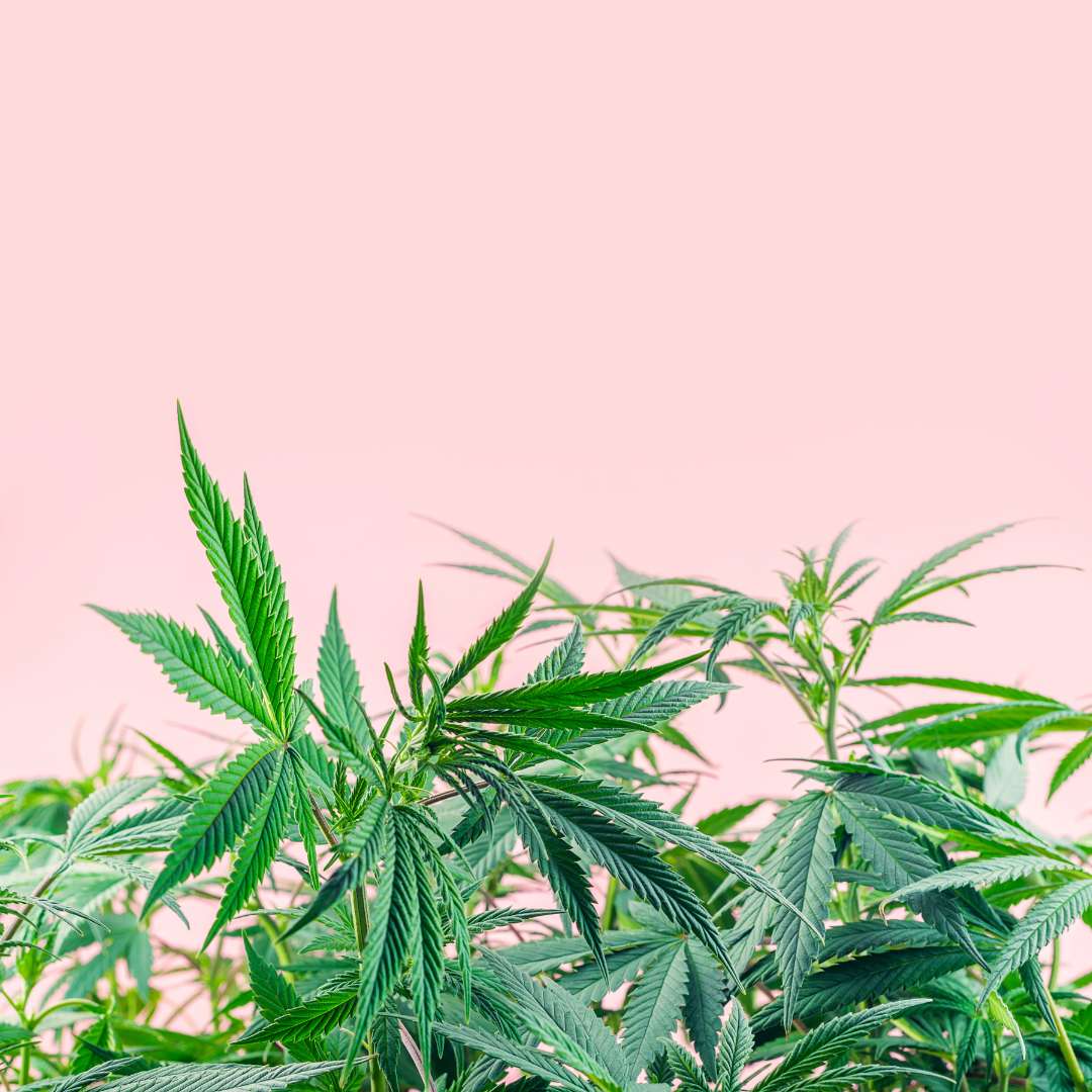 le cbd est une molécule extraite du cannabis sativa (chanvre), le cbd est très efficace pour traiter tout types de douleurs et peut soulager efficacement les douleurs du cou