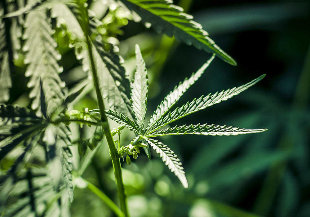 Vue rapprochée d’une plante de chanvre vert, soulignant la qualité biologique et naturelle de l’ingrédient CBD utilisé dans les produits Délicure.