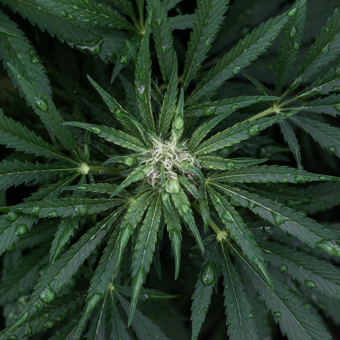 l'huile de cannabidiol extrait du cannabis sativa est un produit parfaitement naturel très efficace contre le stress et l'anxiété