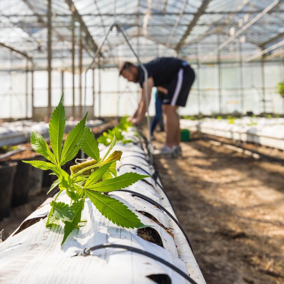 le cannabidiol (cbd) est extrait du chanvre (cannabis sativa L) c'est une molécule parfaitement naturelle très efficace pour lutter contre les douleurs et notamment les douleurs liées aux maux féminins