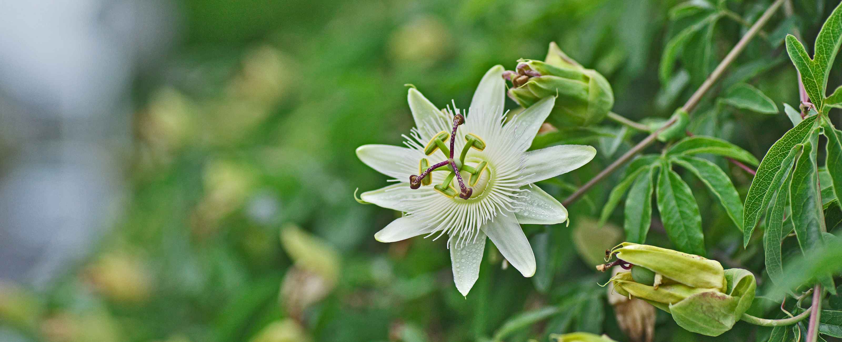 Passiflore (Passiflora incarnata) : propriétés, bienfaits de cette plante  en phytothérapie - Doctissimo