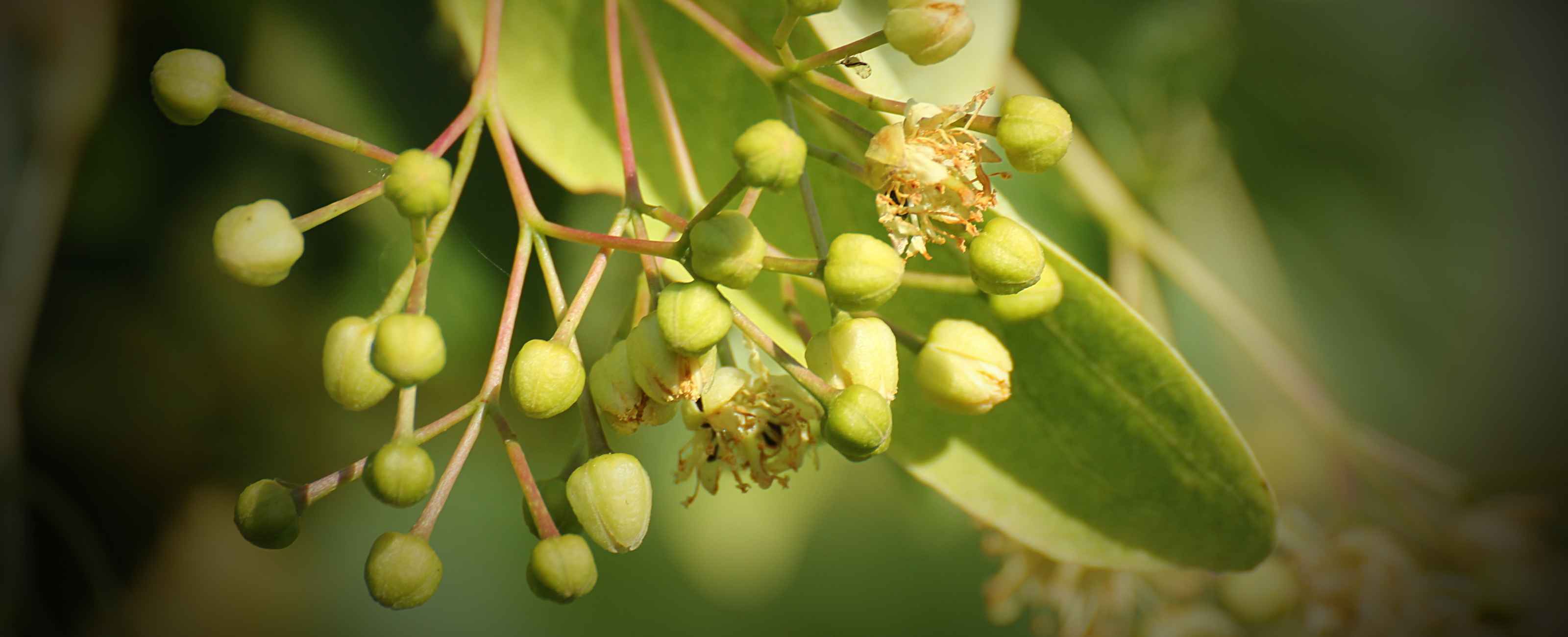 Quelles sont les plantes qui favorisent un bon sommeil ?