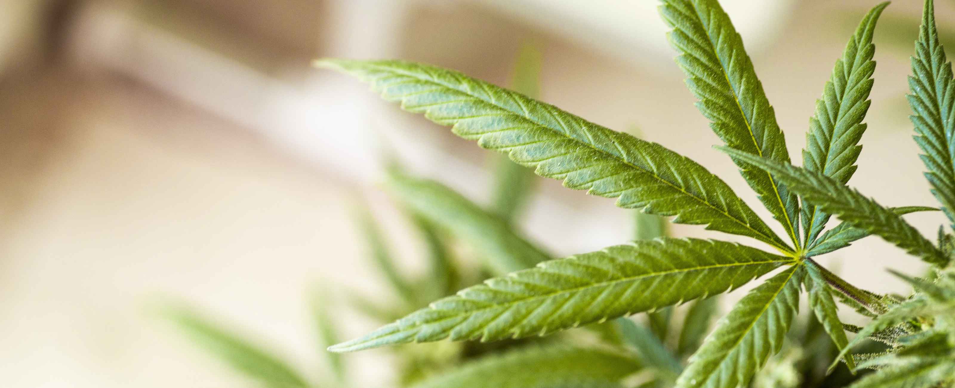 CBD ou cannabidiol est une molécule extraite de la plante de chanvre