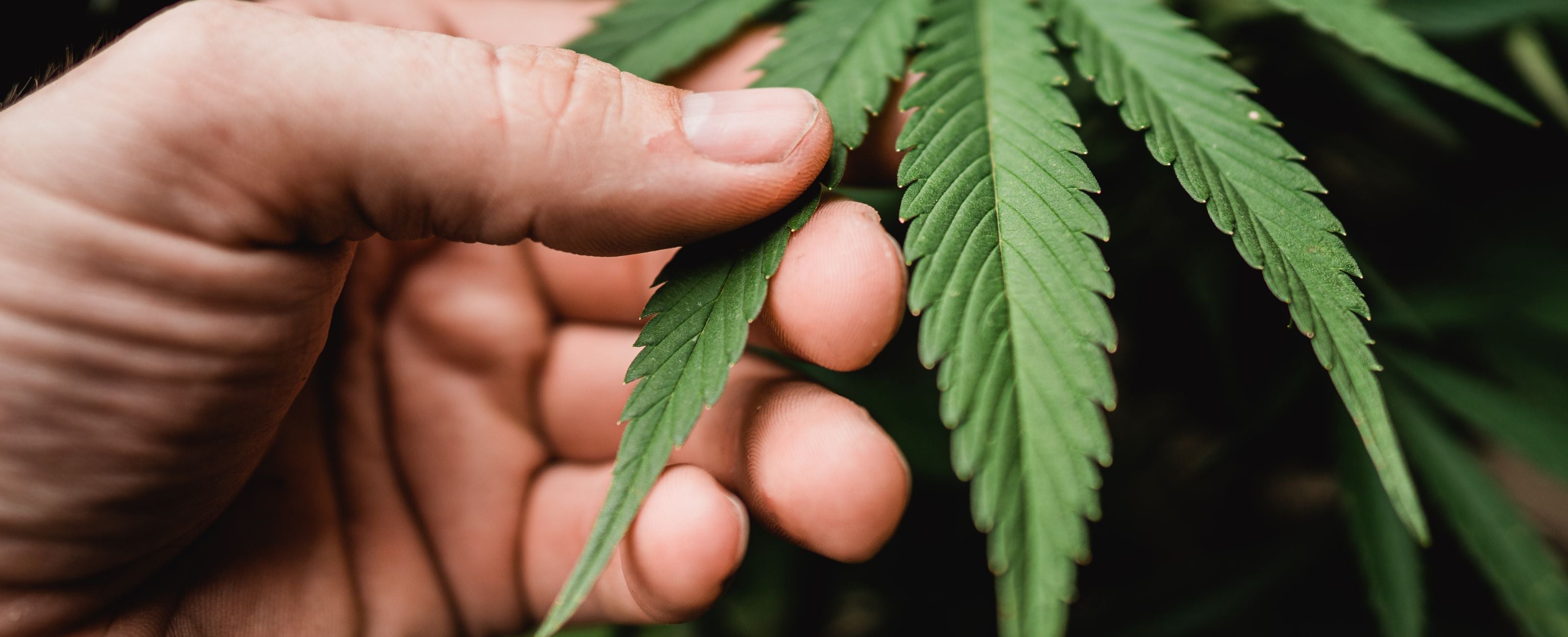 Le CBD est-il légal en France ?