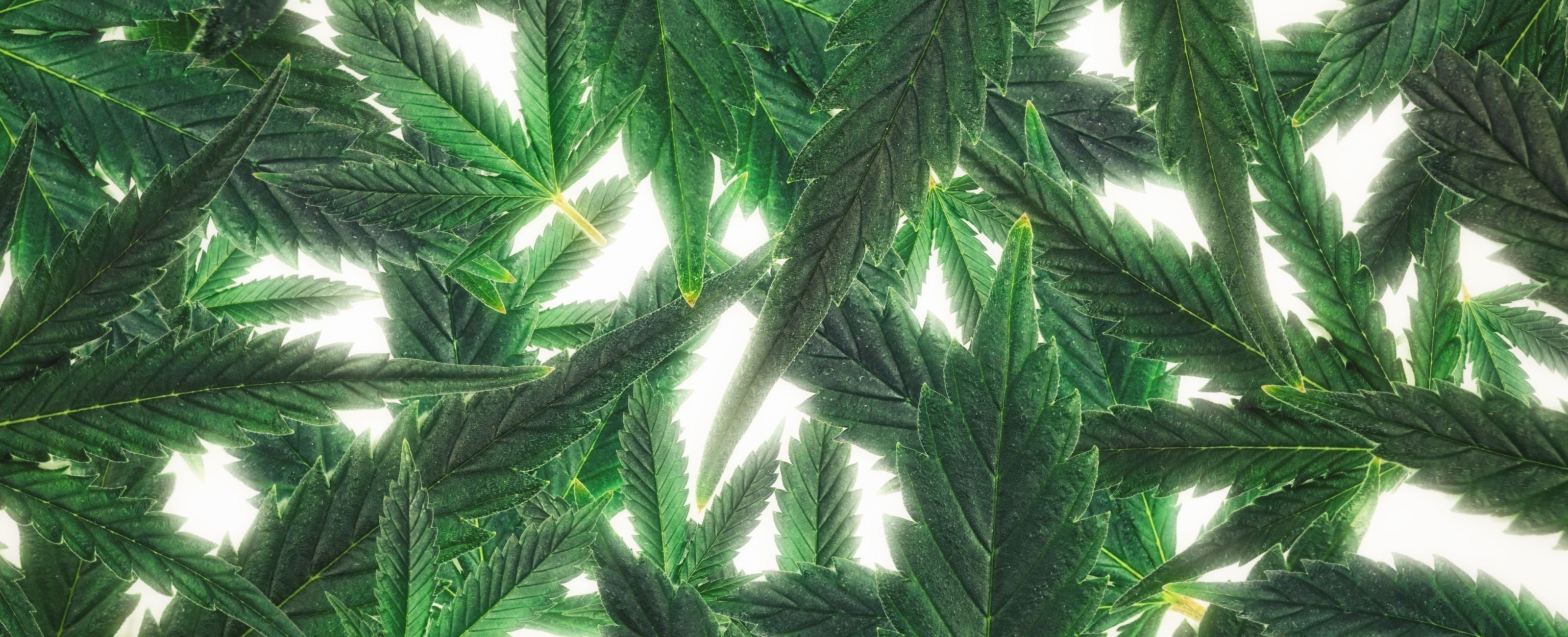 Quelle différence entre le CBD et le THC ?