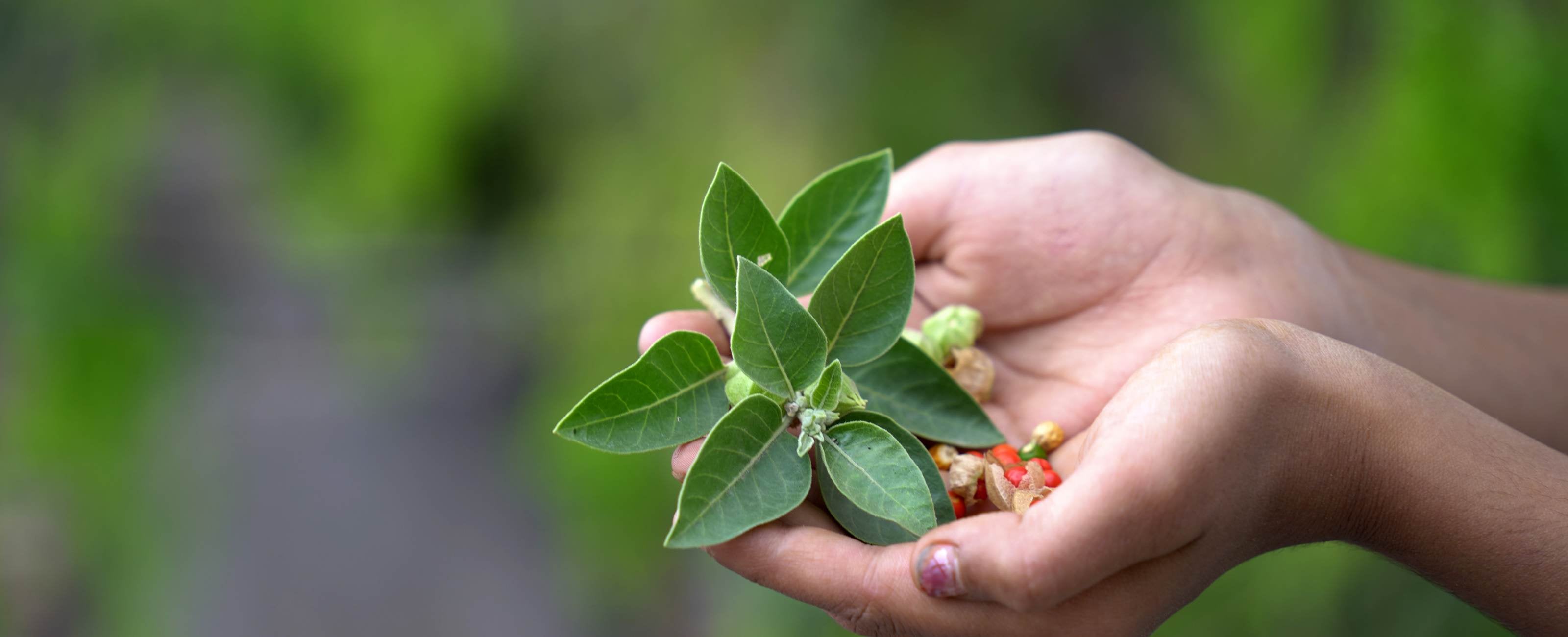 Safran vs Rhodiola, Ashwagandha, Magnésium : Quel Anti-Stress Choisir en 2025 ?