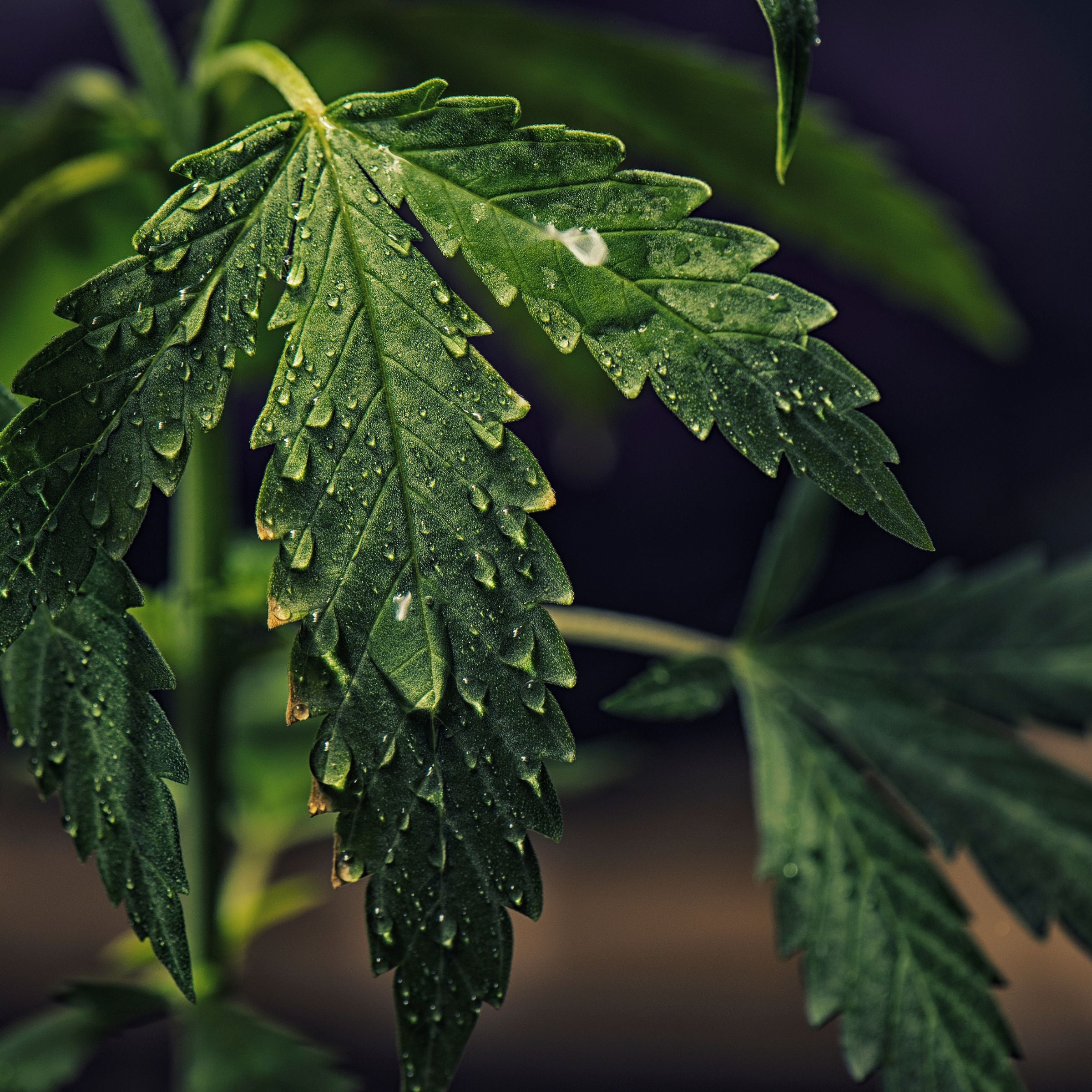 cbd delicure le cbd c est quoi