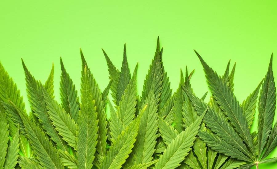 le cbd est réputé pour son absence de dépendance et sa grande efficacité notamment sur le stress, l'anxiété. Le CBD agit sur le système nerveux et permet également de diminuer les douleurs et favoriser l'endormissement.