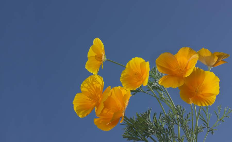L’eschscholzia, riche en alcaloïdes, facilite l’endormissement et prolonge le sommeil tout en agissant comme un antalgique doux avec une posologie de 100 à 300 mg d’extraits secs ou 5 à 10 ml d’extraits fluides le soir, et est déconseillée aux femmes enceintes, allaitantes et aux enfants de moins de 15 ans.