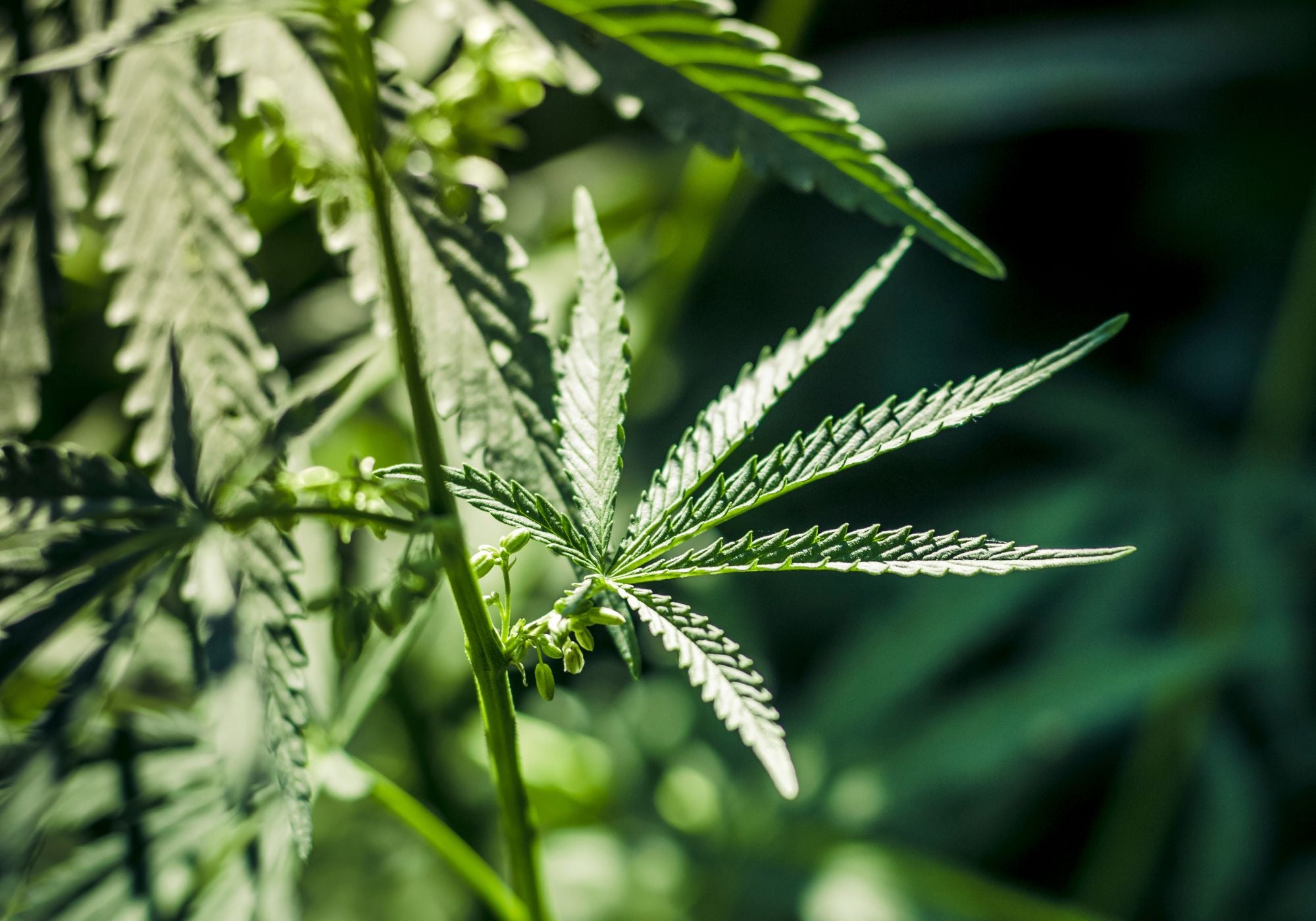 etude sur les effets du cbd
