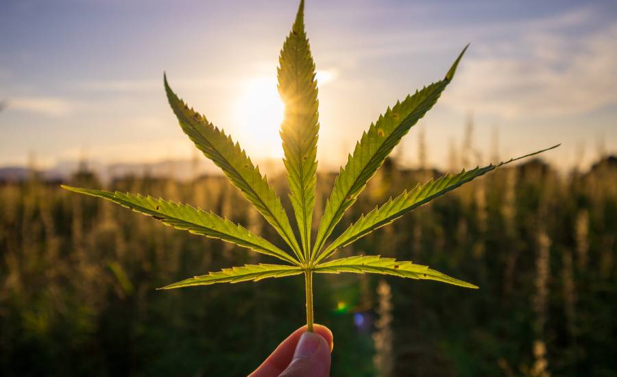 le cbd un actif naturel et efficace