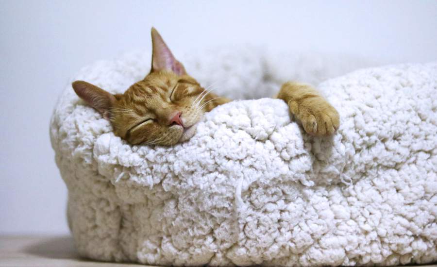 Le sommeil est essentiel pour la régénération cellulaire, l'équilibre hormonal et la santé globale, contribuant à la réparation du corps, au renforcement de l’immunité et à la gestion des émotions.