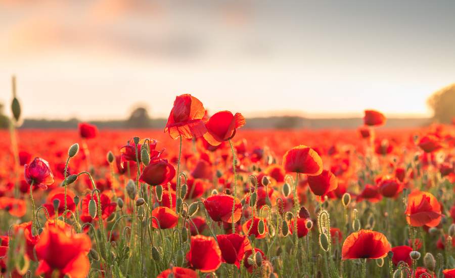 le coquelicot un allié sommeil incontournable possédant des vertus apaisantes et sédatives