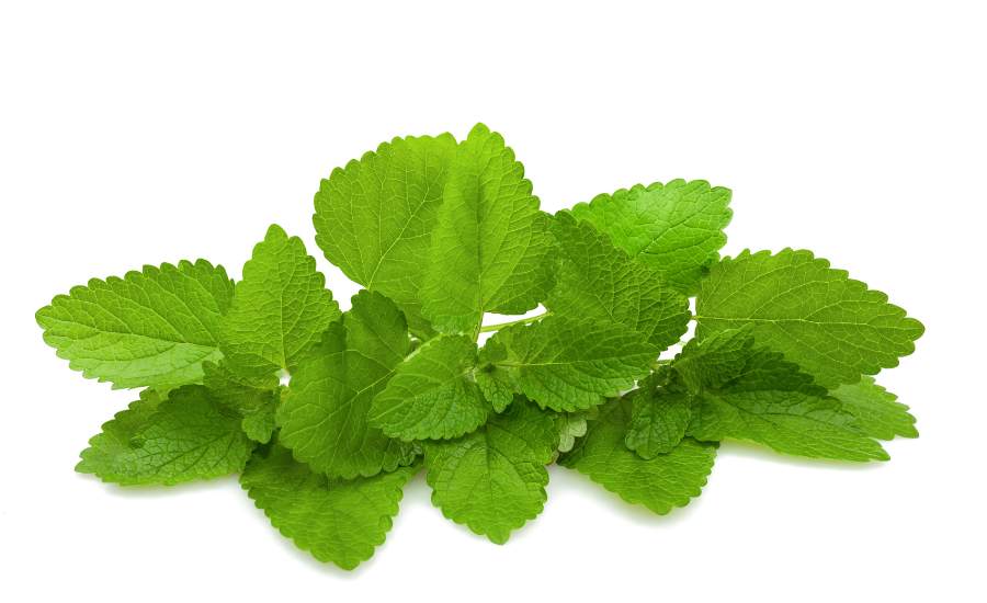 La mélisse, possédant des propriétés sédatives et anxiolytiques similaires à la passiflore, apaise les troubles digestifs et détend les muscles abdominaux avec une posologie de deux à trois tisanes par jour, en infusant 8 g de mélisse fraîche ou 4,5 g de plante sèche dans 150 ml d’eau bouillante pendant 15 minutes.