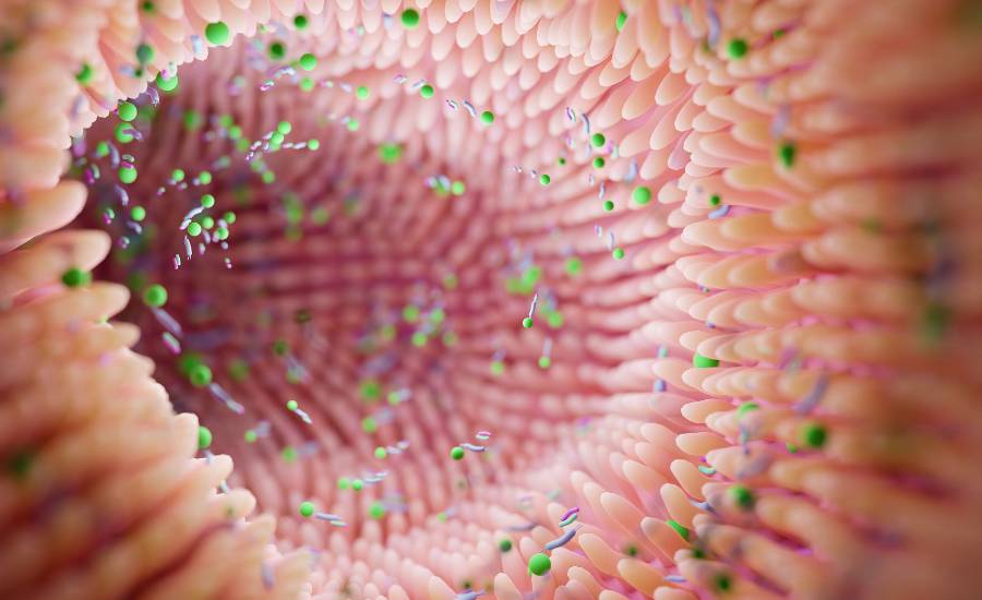 Le rôle du microbiote intestinal.