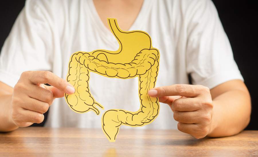 Illustration du microbiote intestinal, clé de l’immunité naturelle et de l’équilibre digestif