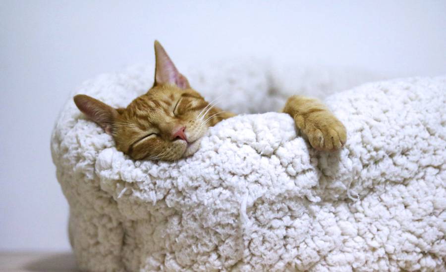 Les vertus de la sieste.