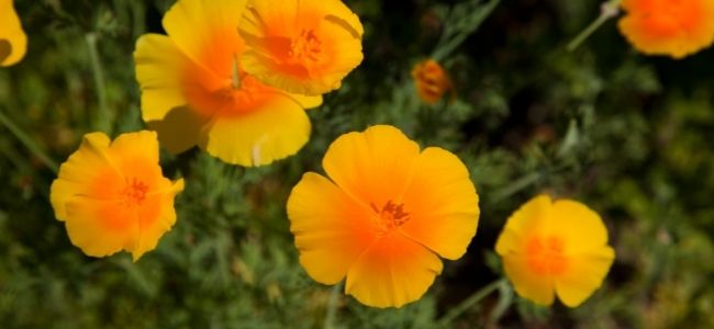 Eschscholzia, pianta lenitiva.