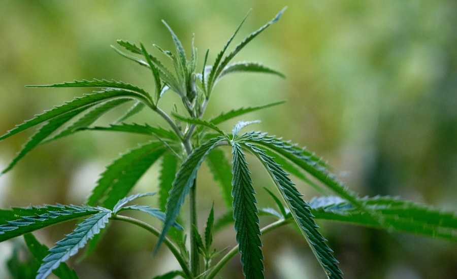 Découvrez les potentielles vertus du CBD pour réduire votre consommation de tabac !