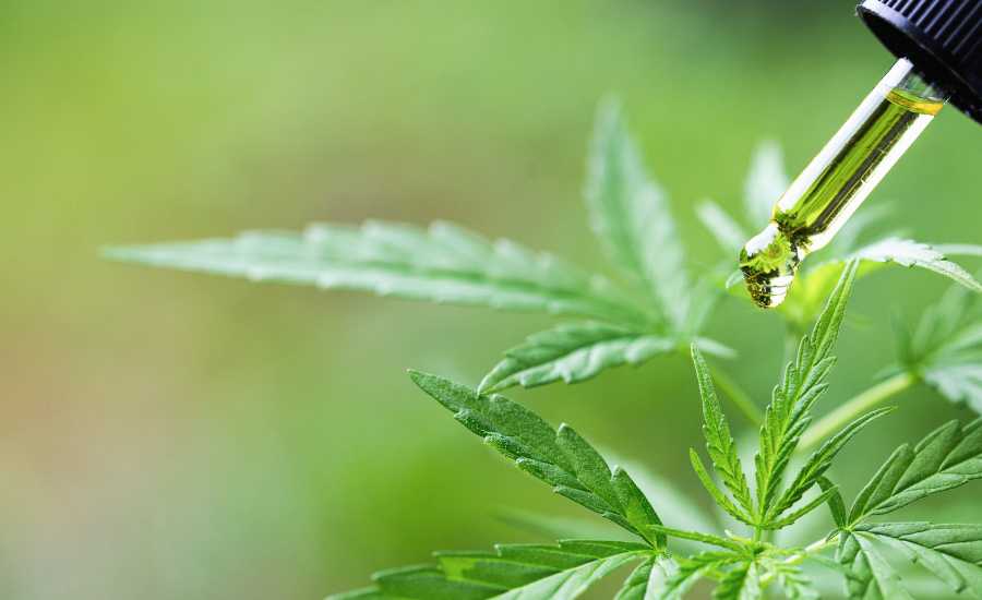 CBD oil is an effective product for soothing neck pain.