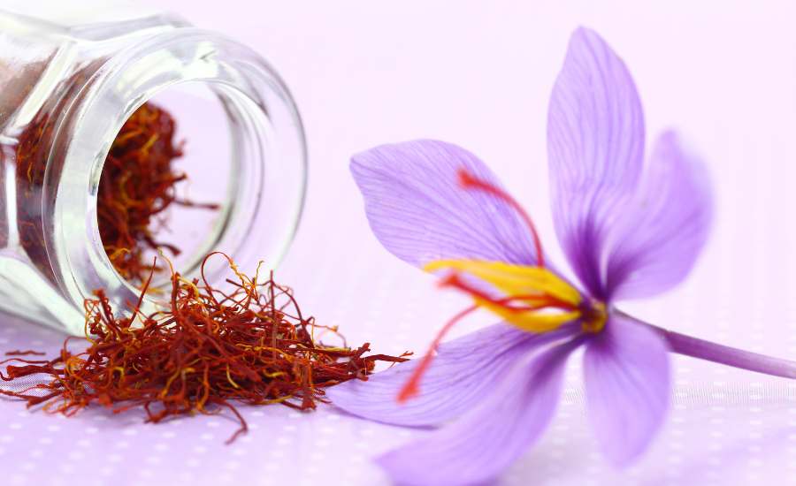 Fili di zafferano e primo piano di un fiore di crocus sativus, che simboleggiano i potenti benefici antiossidanti e neuroprotettivi dello zafferano nella tua routine di salute