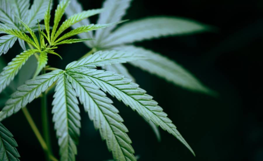 Consommer du CBD : en plus d’améliorer la qualité du sommeil et de favoriser un endormissement rapide, le CBD (cannabidiol) permettrait de réduire naturellement l’apnée du sommeil. Le CBD permettrait de limiter et d’espacer les fréquences d’apparitions des apnées de sommeil.
