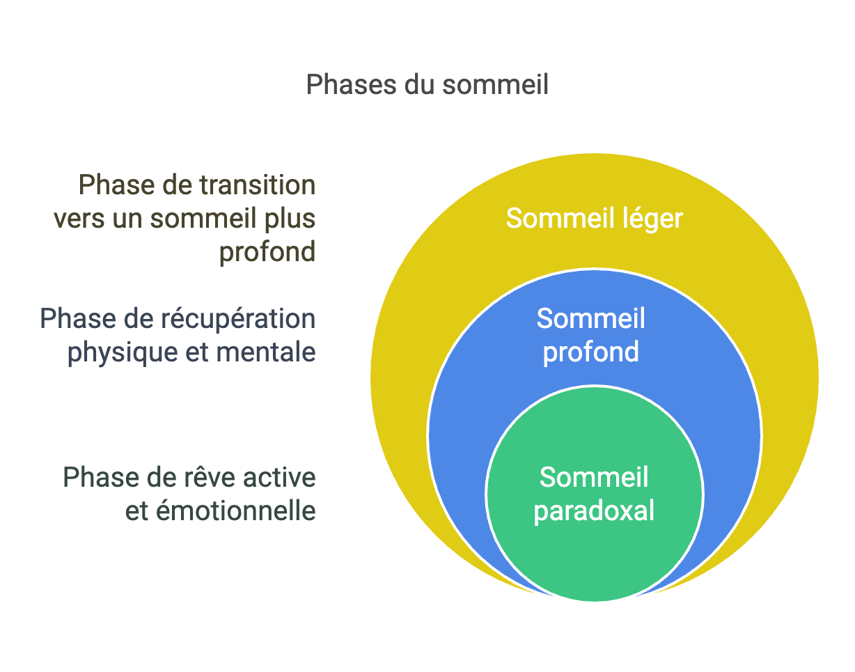 infographic summarizing the different phases of sleep and their roles