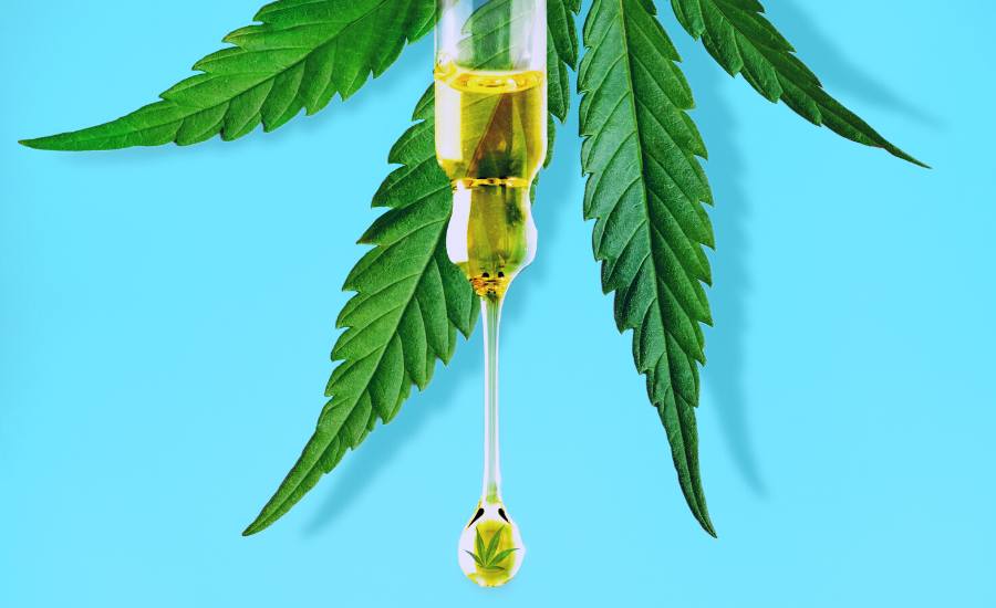 CBD oil extracted from cannabis sativa, taken sublingually, has a very rapid effect. Numerous studies claim that cannabidiol has therapeutic benefits and can: reduce stress and its negative effects, combat anxiety and maintain emotional balance, relieve pain and inflammation, promote sleep onset and improve sleep quality