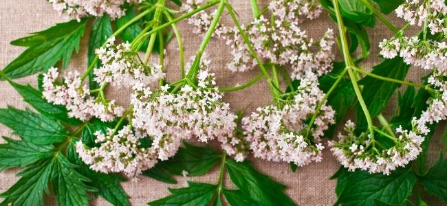 Valeriana, pianta calmante.