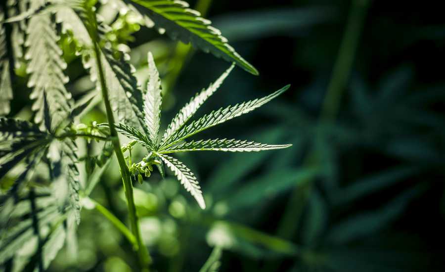 Le CBD est une molécule naturelle qui se trouve dans la plante de chanvre.