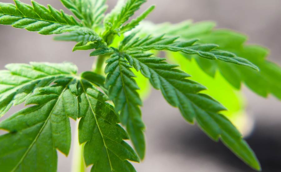 Pour gérer leur mal-être, certaines personnes souffrant d’anxiété ont choisi de consommer du CBD (cannabidiol). Ce produit naturel pourrait aider à soulager naturellement les désagréments causés par l’anxiété . le CBD posséderait des vertus anxiolytiques permettant d’apaiser naturellement le stress et l’anxiété.  Le cannabidiol agit sur les récepteurs endocannabinoides associés à l’anxiété et à la douleur. Ces derniers jouent un rôle essentiel dans le maintien d’une bonne santé mentale. Le cannabidiol envoie un message à l'organisme pour qu'il ne prête pas attention aux signaux de stress émis par le cerveau via le système nerveux. Le cannabidiol pourrait donc soulager l’anxiété et ses symptômes (fatigue intense, maux de tête, essoufflements, tremblements, vertiges, irritabilité…).  Le CBD peut être consommé le matin, avant d’aller travailler, pour détendre l’esprit et soulager les tensions nerveuses. Consommer le CBD dans la journée peut aider à mieux gérer son stress et à réguler l’humeur. Ou bien, le cannabidiol peut être utilisé le soir pour calmer l’anxiété et relaxer l’organisme avant le coucher.
