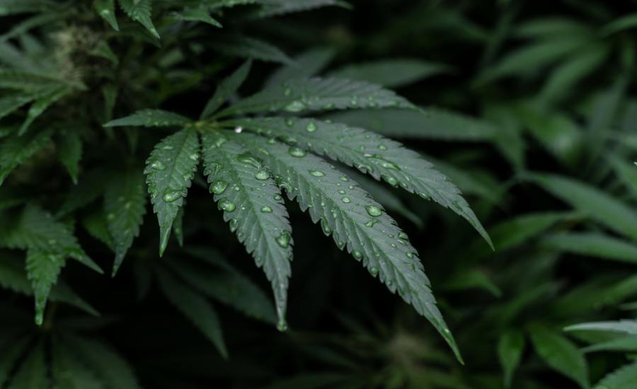 l'huile de cbd est un produit très efficace pour favoriser le sommeil et lutter contre les insomnies. Contrairement aux somnifères, l'huile de cbd ne provoque pas d'effets secondaires ni de dépendance.