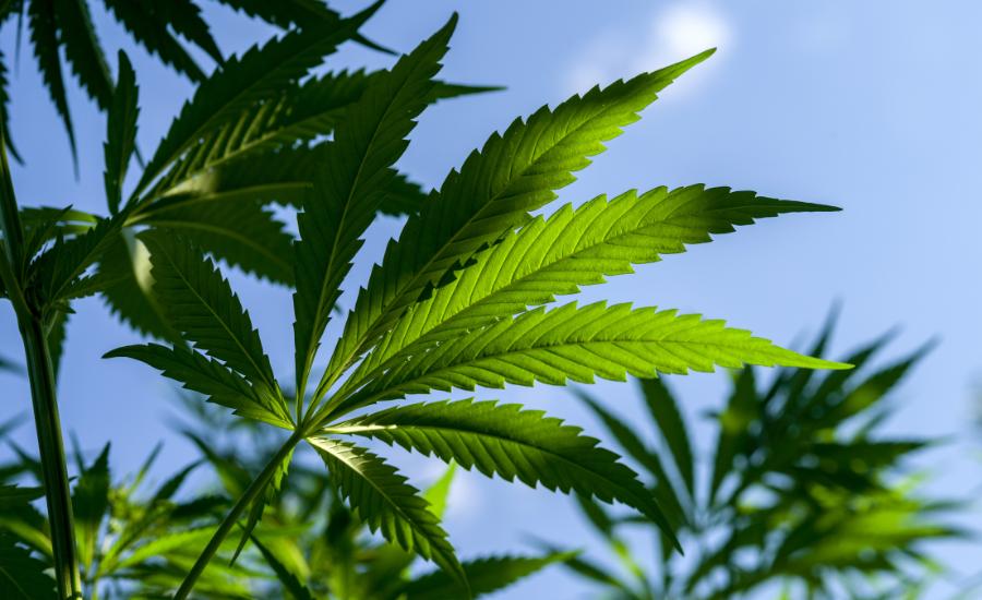 Le CBD aide-t-il à détendre ?
