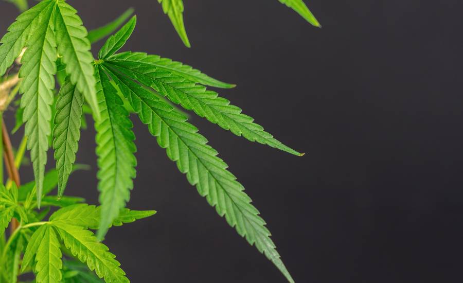 Le CBD est une molécule naturelle permettant de réduire le stress